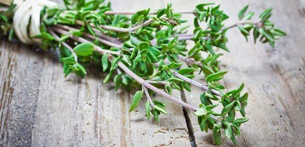 14 گیاهی که خاصیت آنتی هیستامین دارند