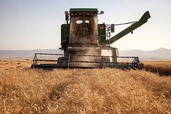آغاز برداشت گندم در استان بوشهر شروع برداشت گندم در استان بوشهر