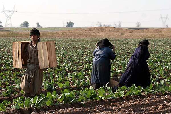 فرماندار: آلوده بودن انواع صیفی در حمیدیه صحت ندارد