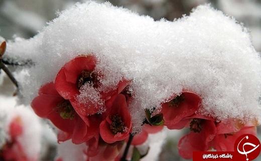 داغ سرمای ناخوانده بهار بر دل کشاورزان استان سمنان، پرهیز از تک کشتی محصول