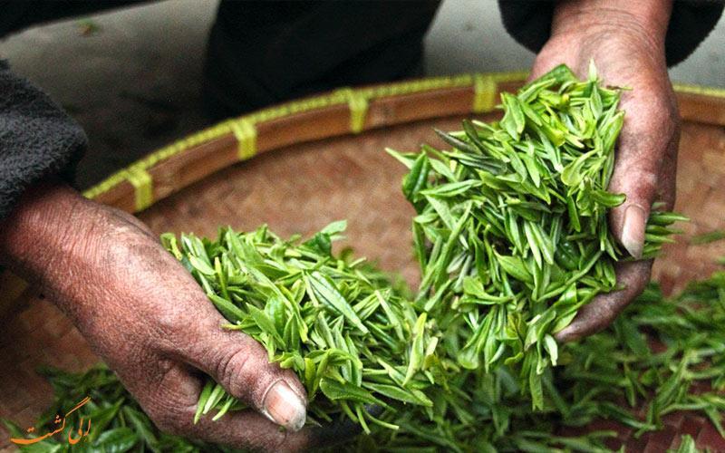 بهترین مزارع چای جهان در کدام کشورها قرار دارند؟ بهترین مزارع چای جهان در کدام کشورها قرار دارند؟