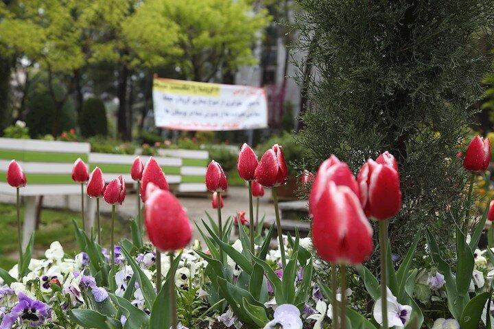 پایکوبی لاله ها در ساعی پایکوبی لاله ها در ساعی