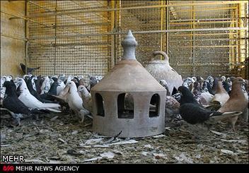 بق بقوی پشت پنجره در فرهنگسرای مهر