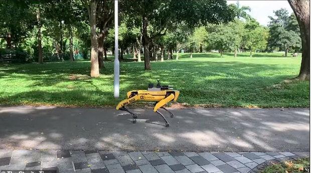 یادآوری فاصله گذاری اجتماعی در سنگاپور با سگ روباتیک