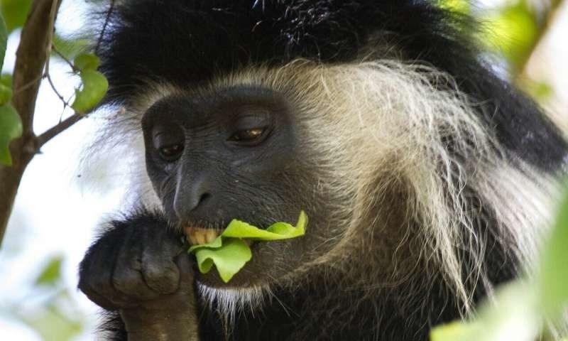 میمون ها قوانین فاصله گذاری اجتماعی را رعایت می نمایند