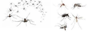 ردیابی حرکت پشه ها با فناوری لیدار