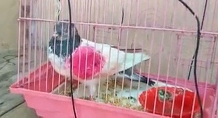 بازداشت یک کبوتر در هند به اتهام جاسوسی برای پاکستان بازداشت یک کبوتر در هند به اتهام جاسوسی برای پاکستان