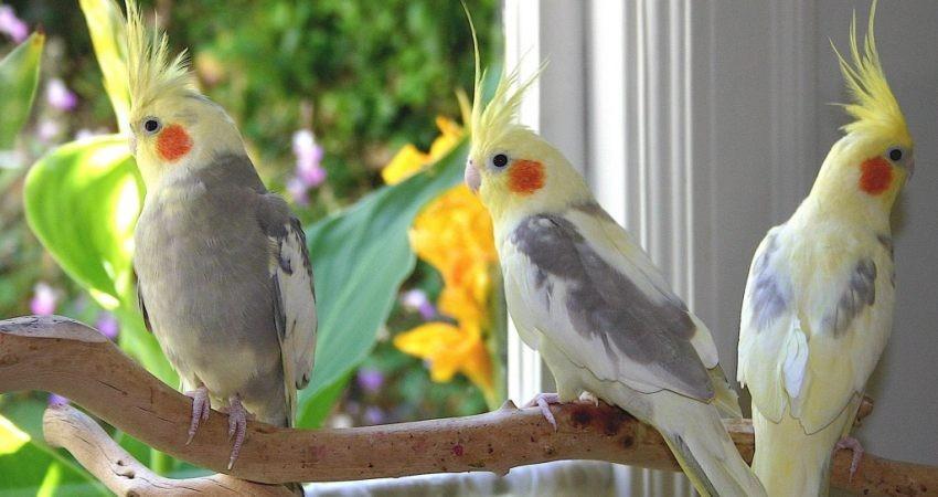 ثبت 5 گونه پرنده جدید در استان مرکزی