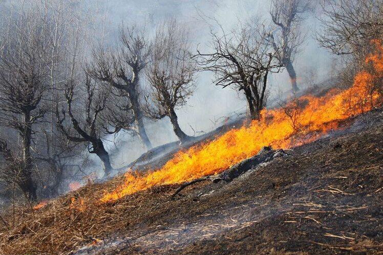 آتش به جان 100 هکتار جنگل بوئین زهرا افتاد آتش به جان 100 هکتار جنگل بوئین زهرا افتاد