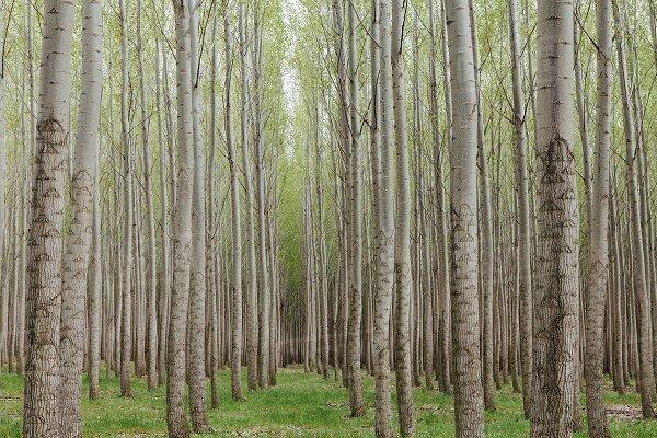 زراعت چوب در گلستان رونق می گیرد؟
