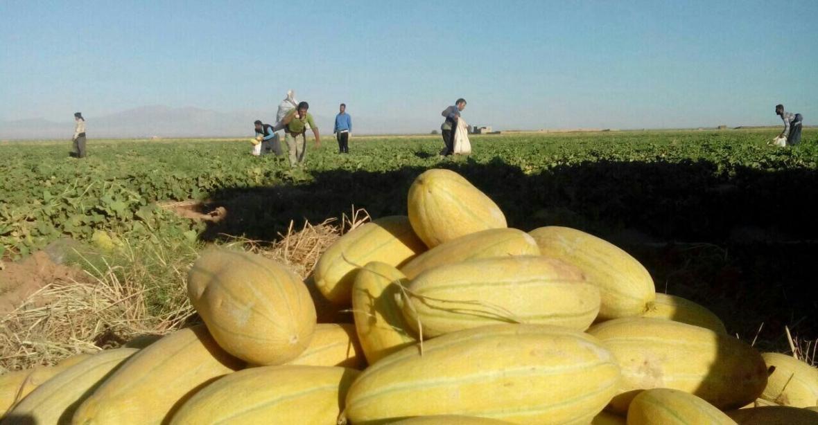 شیرینی کام کشاورزان سمنانی با برداشت نوبرانه های تابستان
