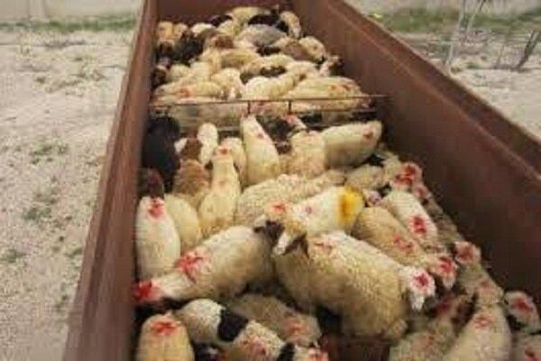 کشف 101 راس دام قاچاق در مرزهای دهلران کشف 101 راس دام قاچاق در مرزهای دهلران