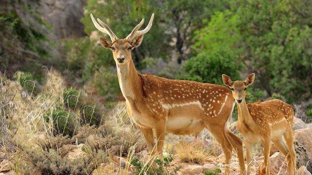 احتمال زایمان یکی از گوزن های زرد منتقل شده از ایلام به پارک دز