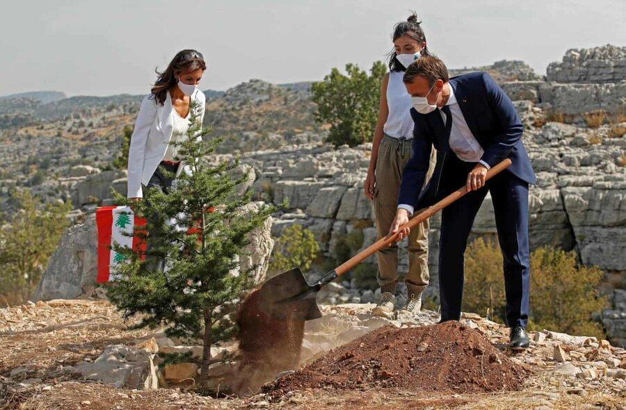 عکس روز ، درخت صدسالگی لبنان عکس روز ، درخت صدسالگی لبنان
