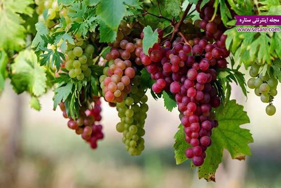 درباره خواص هسته انگور چه می دانید؟ درباره خواص هسته انگور چه می دانید؟