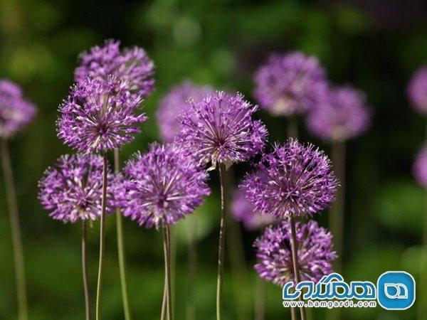 بن سرخ، گیاهی علیه سلول های سرطانی