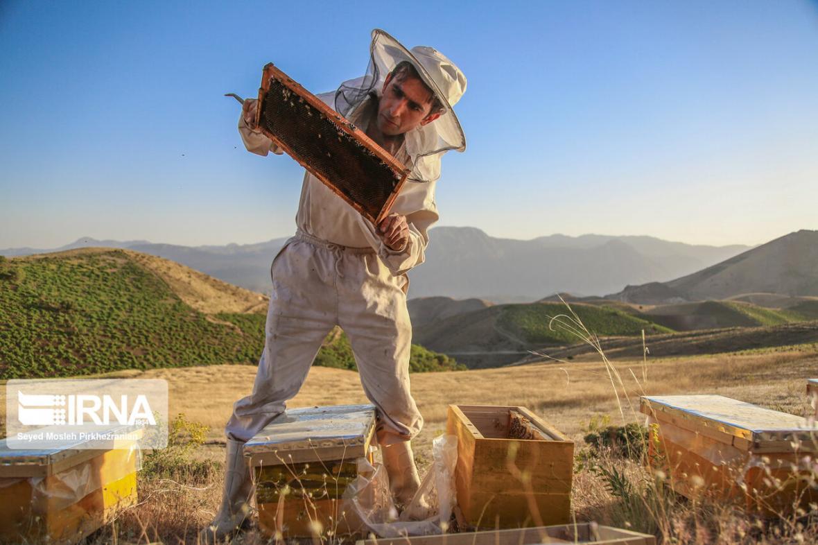 خبرنگاران زنبورداران کردستانی 13 میلیارد ریال تسهیلات دریافت خبرنگاران زنبورداران کردستانی 13 میلیارد ریال تسهیلات دریافت کردند