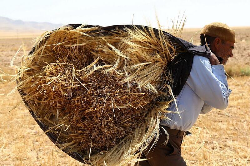 کشاورز کارت یعنی رسمی کردن گرانی کود و نهاده تولید، به جای این کار قیمت ها را کاهش دهید