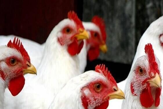 خودکفایی اجداد مورد نیاز مرغ کشور تا سال 1400