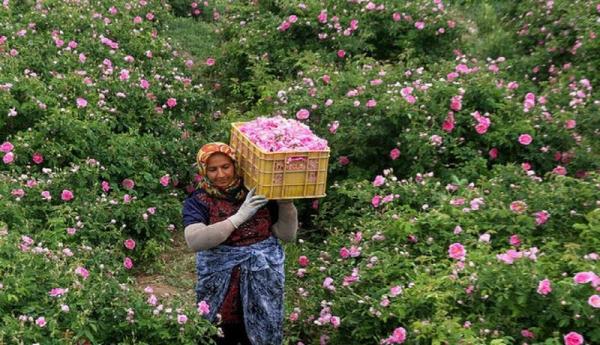 کاهش 70 درصدی تقاضای گل ، وضع مردم خوب نیست، گل نمی خرند