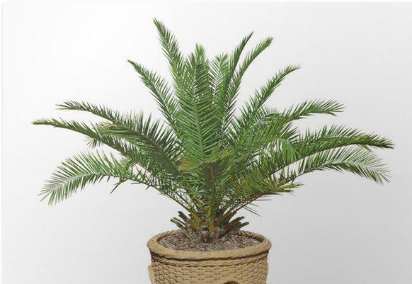 معرفی و روش نگهداری دو نخل تزیینی فونیکس و اریکا