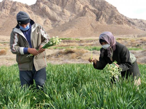 خبرنگاران برداشت گل نرگس از مزارع خوسف