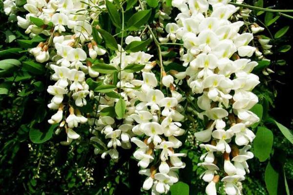 آشنایی با خواص اقاقیا