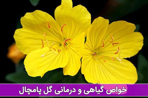 خواص گل پامچال در درمان بیماری ها