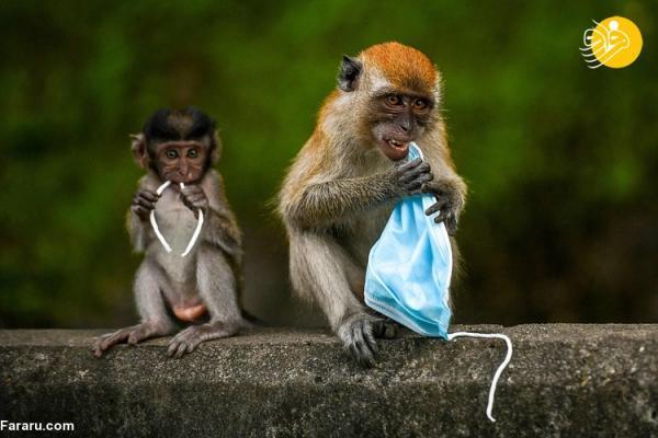 (ویدئو) ماسک ها نجات دهنده جان انسان؛ بلای جان حیات وحش!