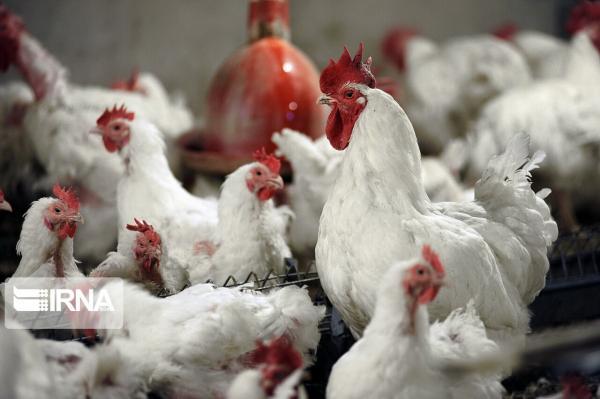 خبرنگاران کاهش 500 هزار تنی واردات ذرت و سویا با فراوری مرغ سایز