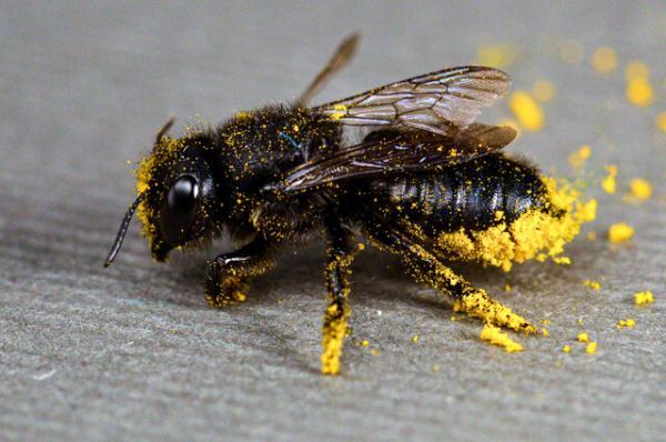 یک چهارم گونه های زنبور نایاب شده اند