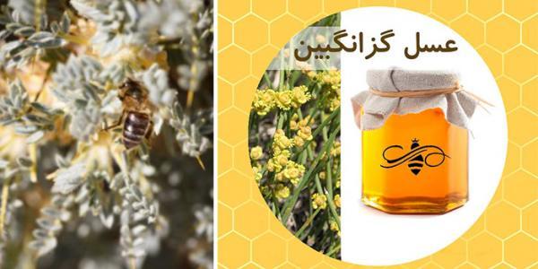 خواص عسل گزانگبین و فواید مصرف آن خواص عسل گزانگبین و فواید مصرف آن