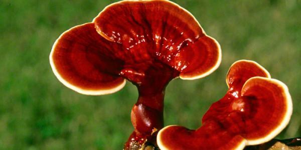 خواص قارچ گانودرما چیست؟