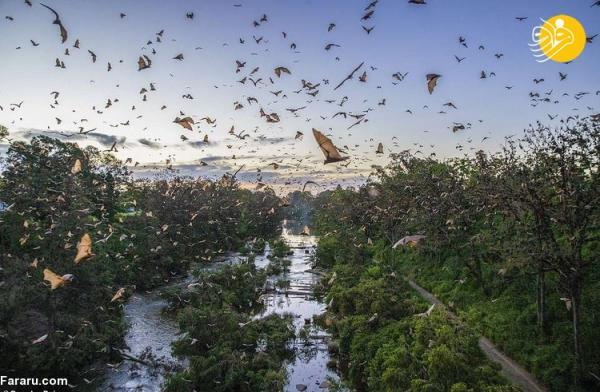 (تصاویر) هجوم خفاش ها به استرالیا!