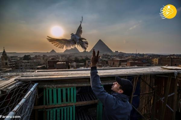 (ویدئو) کبوتربازی در نزدیکی اهرام مصر