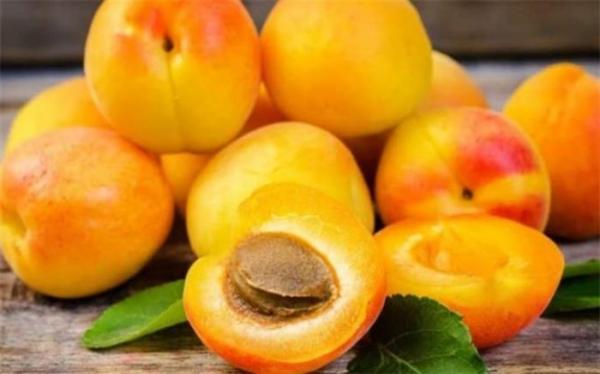 زردآلو باعث کاهش فشار خون می گردد