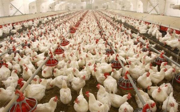 600 مرغدار متخلف شناسایی شدند 600 مرغدار متخلف شناسایی شدند