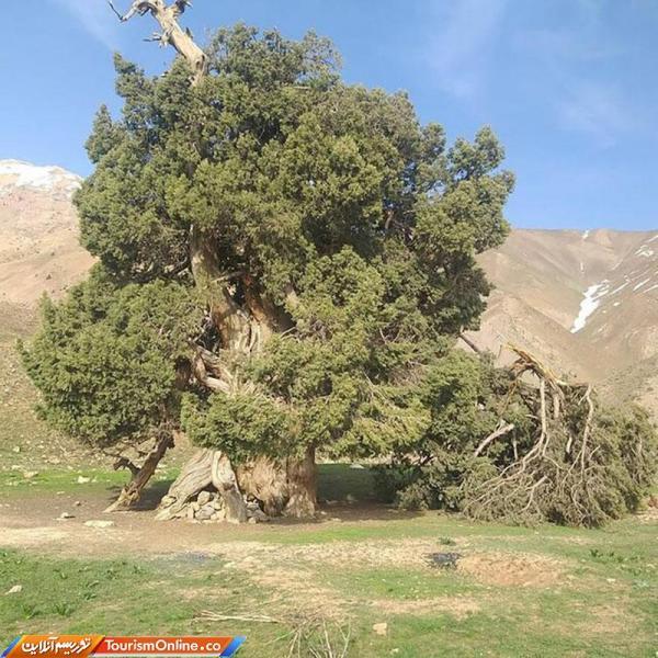 حراست از درخت ارس شهرستانک نیازمند همکاری با نهاد های متولی حراست از درخت ارس شهرستانک نیازمند همکاری با نهاد های متولی و مرتبط است