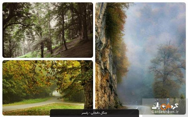آشنایی با جنگل دالخانی رامسر یا دالان بهشت، عکس