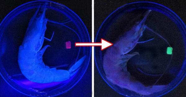 استتار فعال روبات ها با هیدروژل های آفتاب پرستی