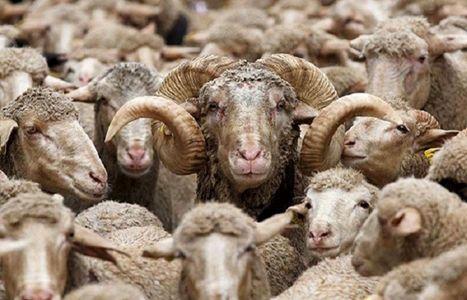 از مرکز معتبر دام زنده را بخرید از مرکز معتبر دام زنده را بخرید