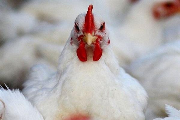 مرغ چهارپا در یکی از مرغداری های گیلان فیلم مرغ چهارپا در یکی از مرغداری های گیلان