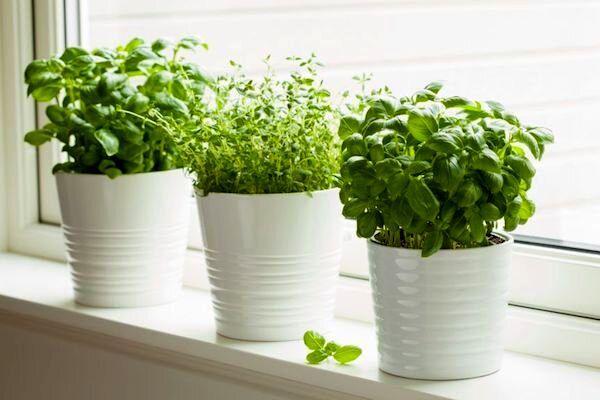 4 ترفند ساده برای تازه کردن سبزی پژمرده