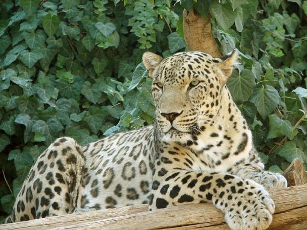 گونه های جانوری کمیاب ایرانی