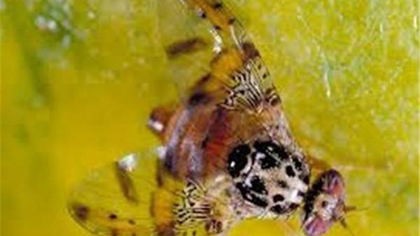 توصیه های فنی جهاد کشاورزی به باغداران