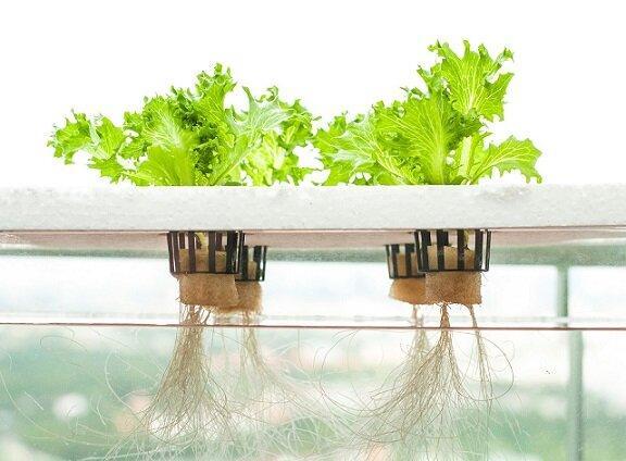 مزایای کشت هیدروپونیک چیست؟