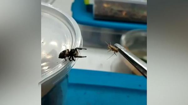 لحظه شکار ملخ به دست عنکبوت لحظه شکار ملخ به دست عنکبوت
