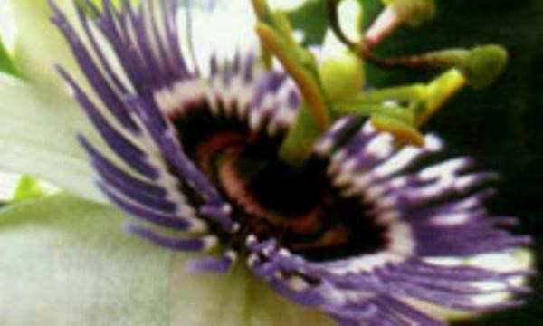 گل ساعتی، آرام بخش گیاهی