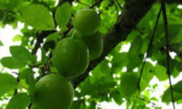 چربی خونتان بالاست؟ گوجه سبز بخورید! چربی خونتان بالاست؟ گوجه سبز بخورید!