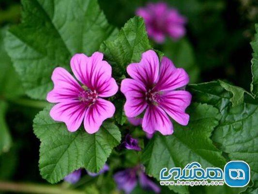 پنیرک؛ گیاهی برای درمان التهاب مجاری ادراری
